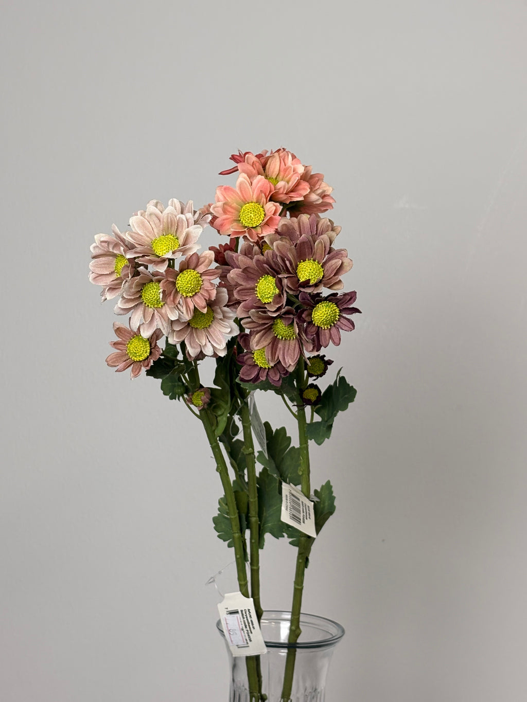 Chrysanthemum Lille 1