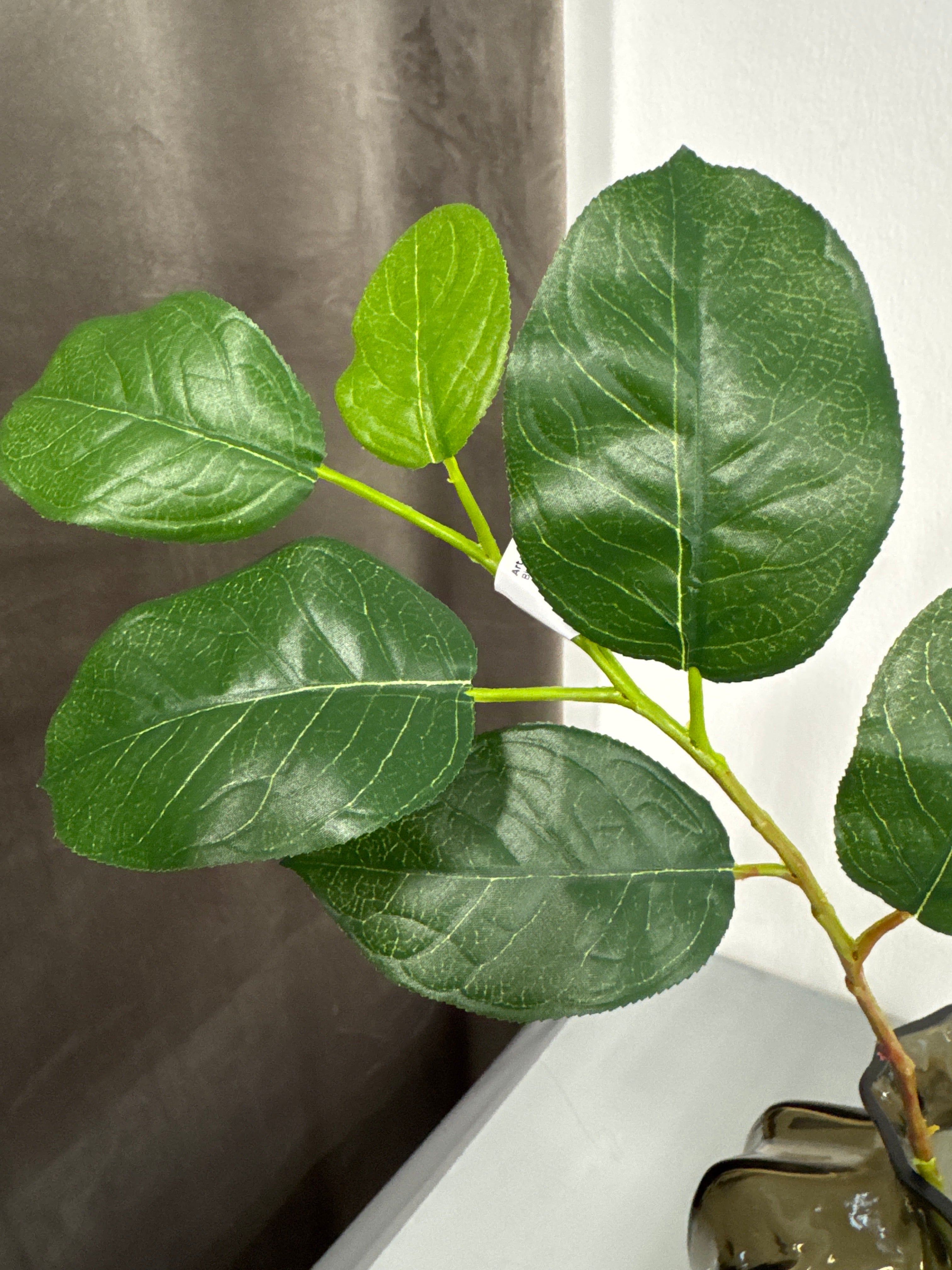 Salal blad grøn