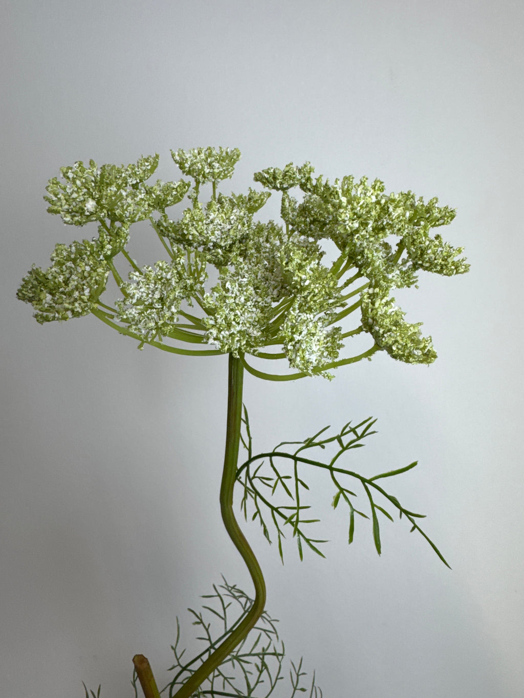 Stor hvid skærmblomst