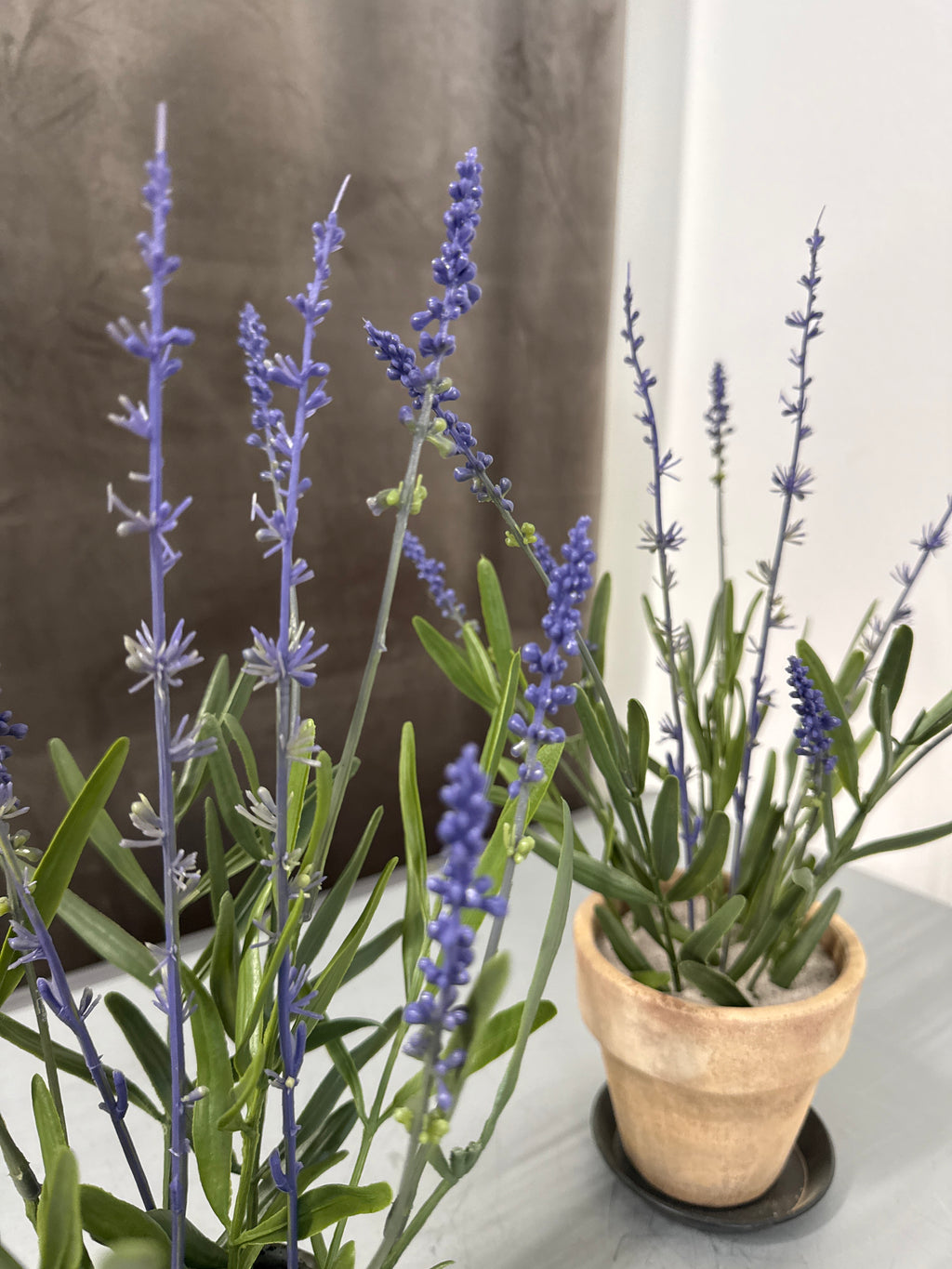 Lavendel i plastik potte