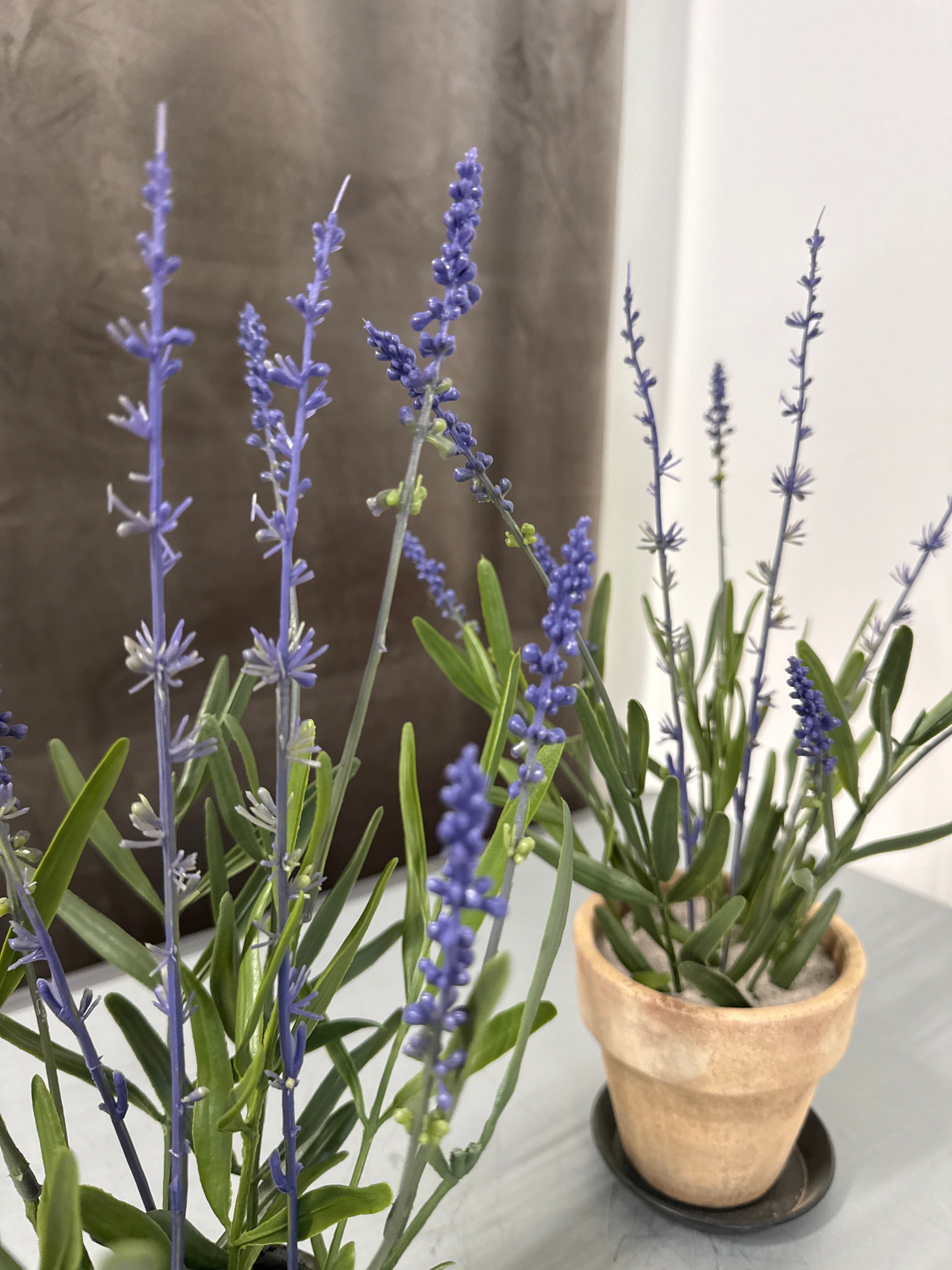Lavendel i plastik potte