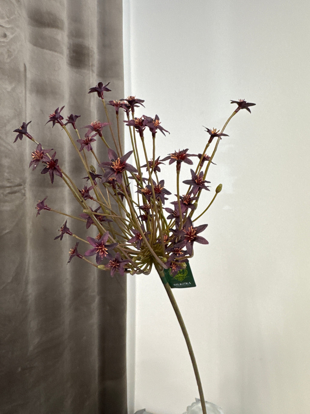 Allium mørk lilla