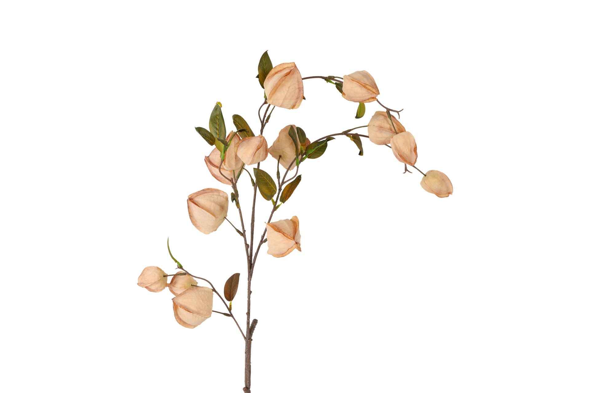Physalis sand h 94 cm