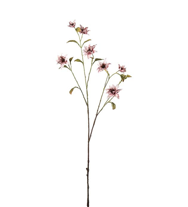Clematis rosa 93 cm