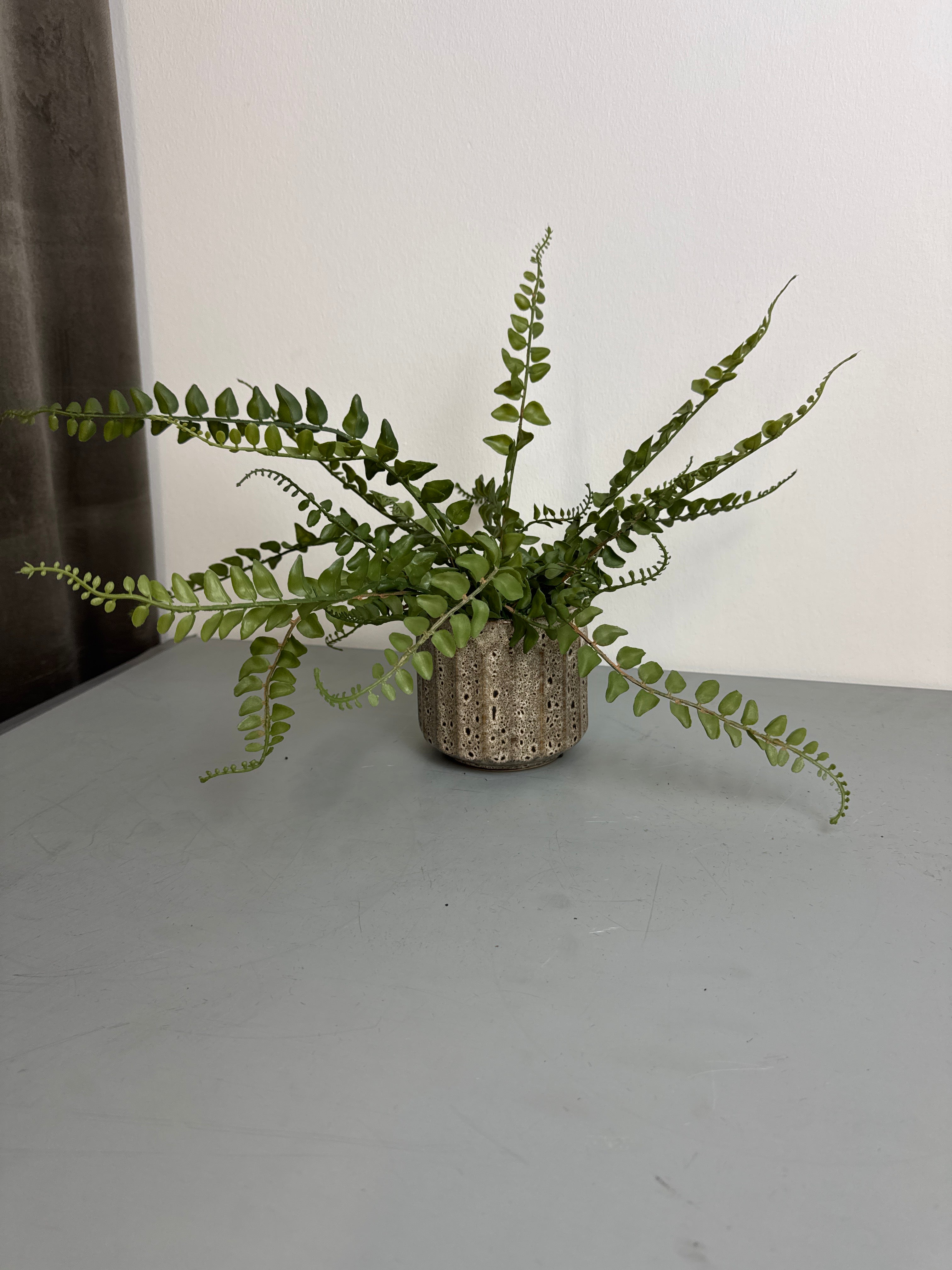 Bregne med rod 43 cm