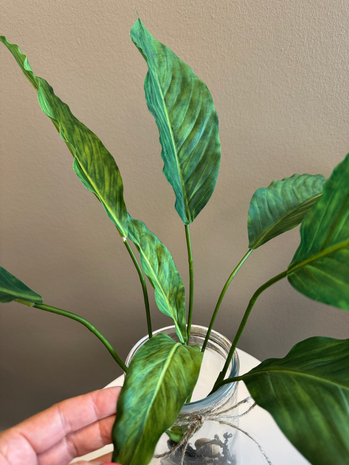 Calathea med rødder 55 cm