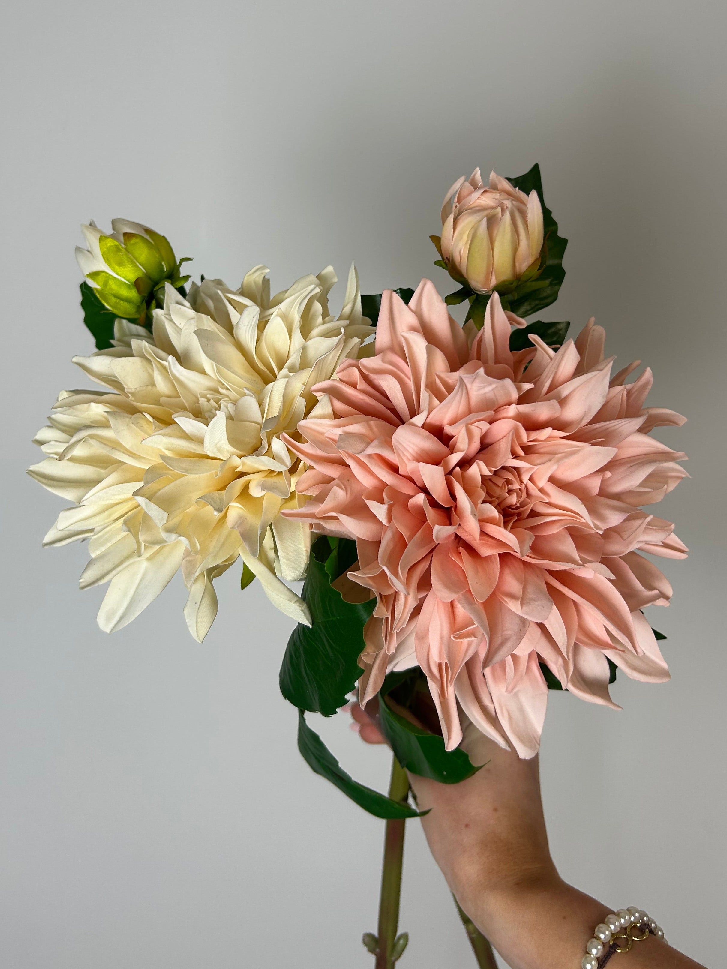 Dahlia “café au lait lyserød