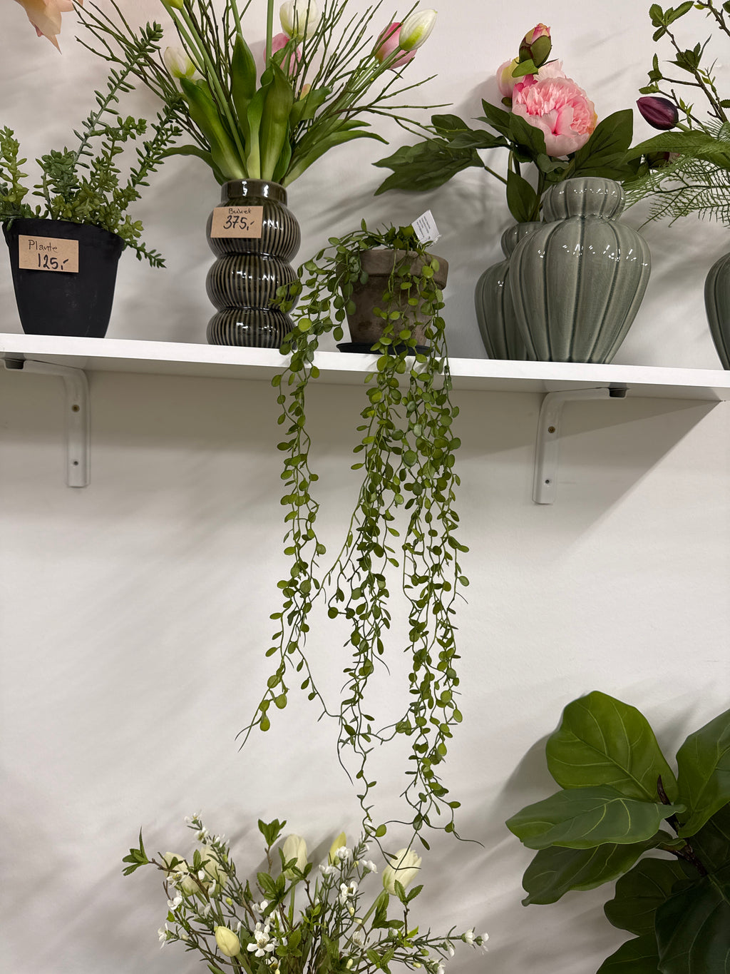 Hænge plante. Pletter