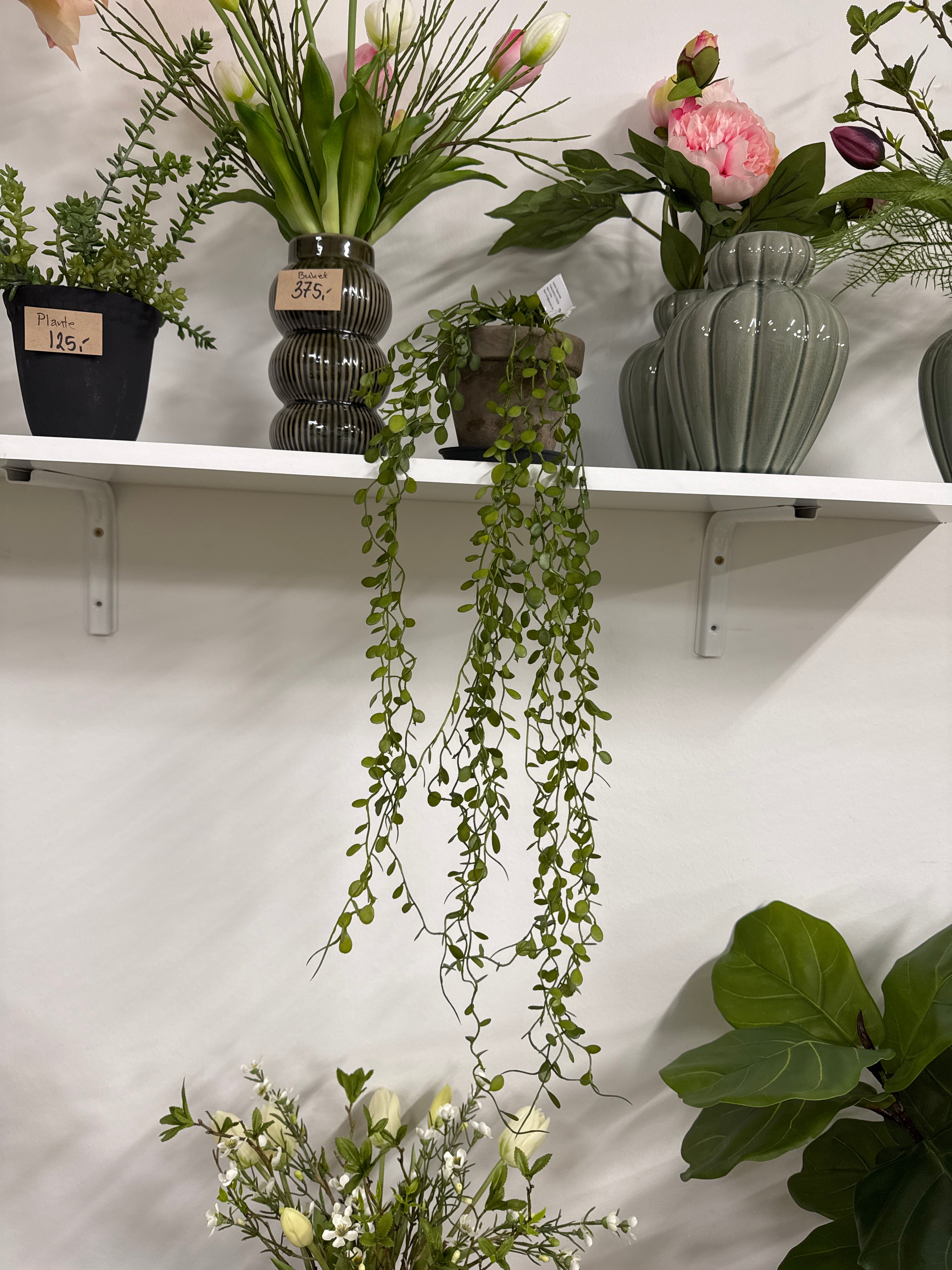 Hænge plante. Pletter