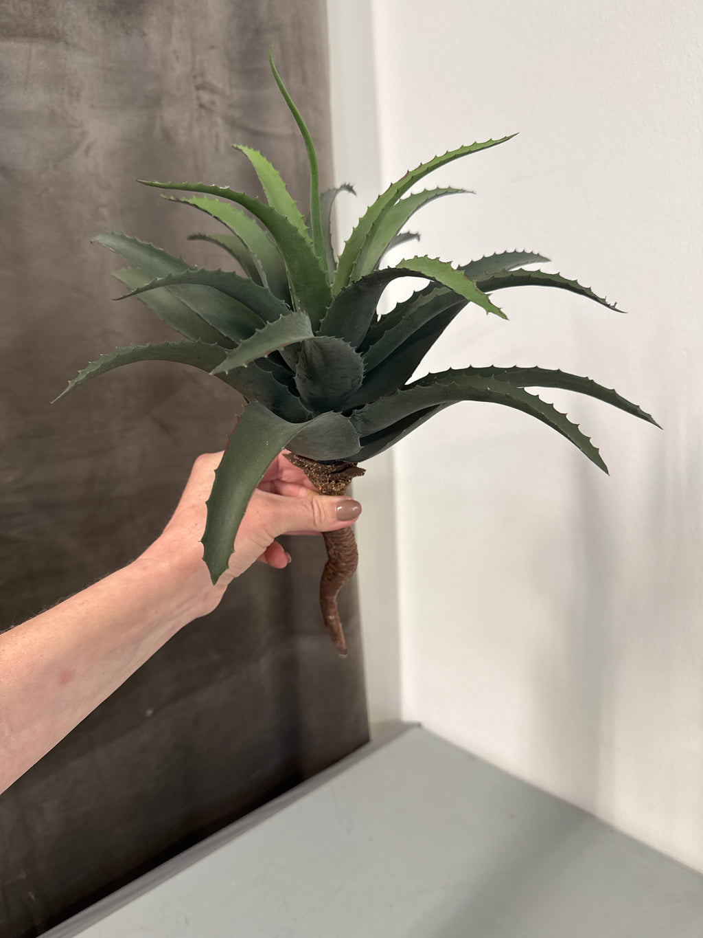 Aloe vera H. 33 cm