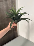 Aloe vera H. 33 cm