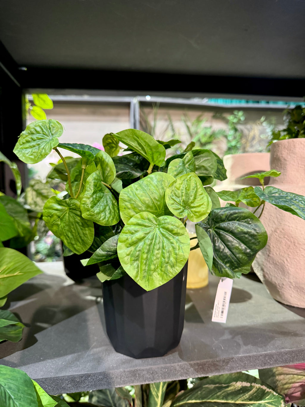 Peperomia 25 cm