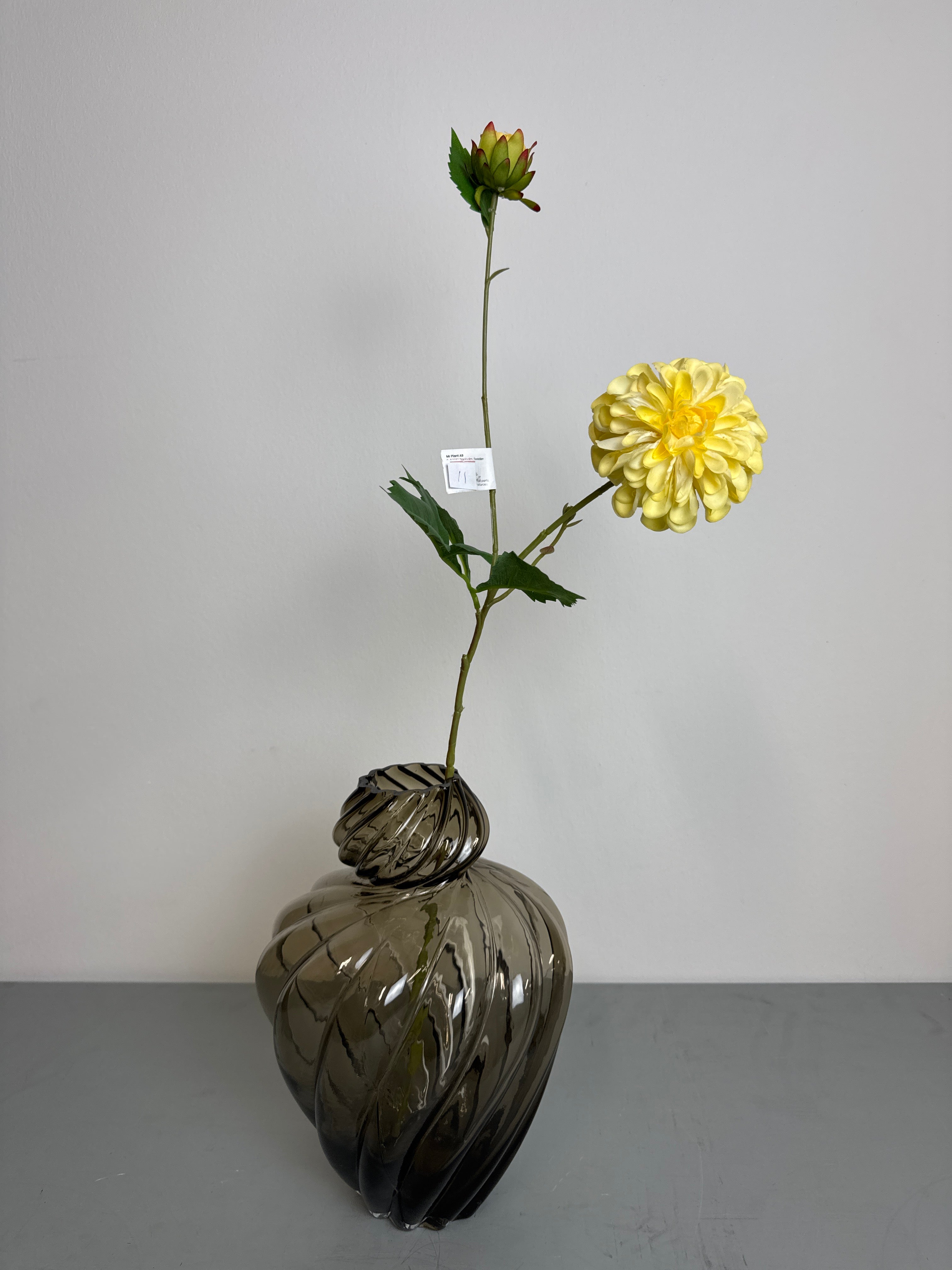 Chrysanthemum gul