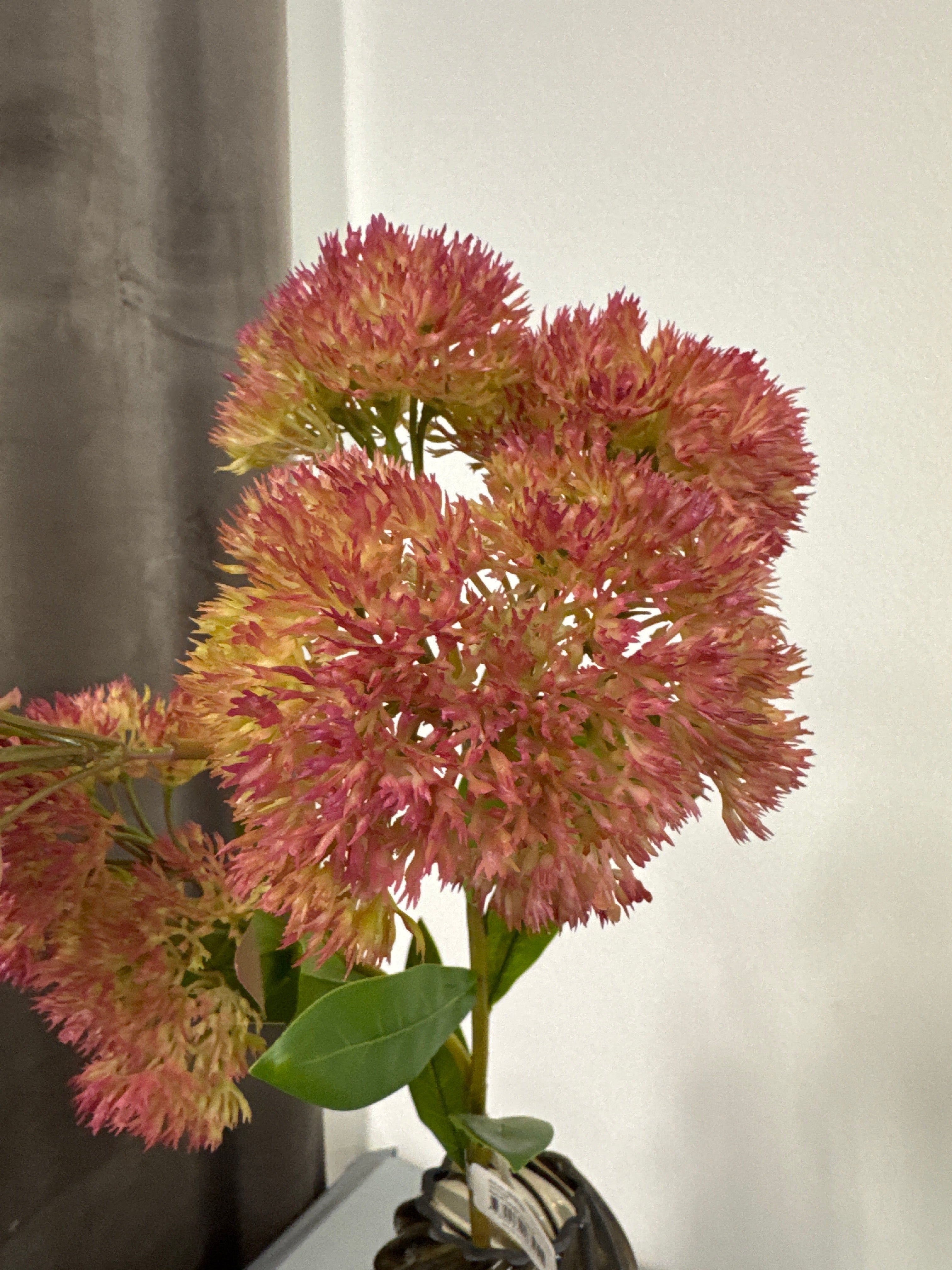 Sedum rød. Sankthansurt
