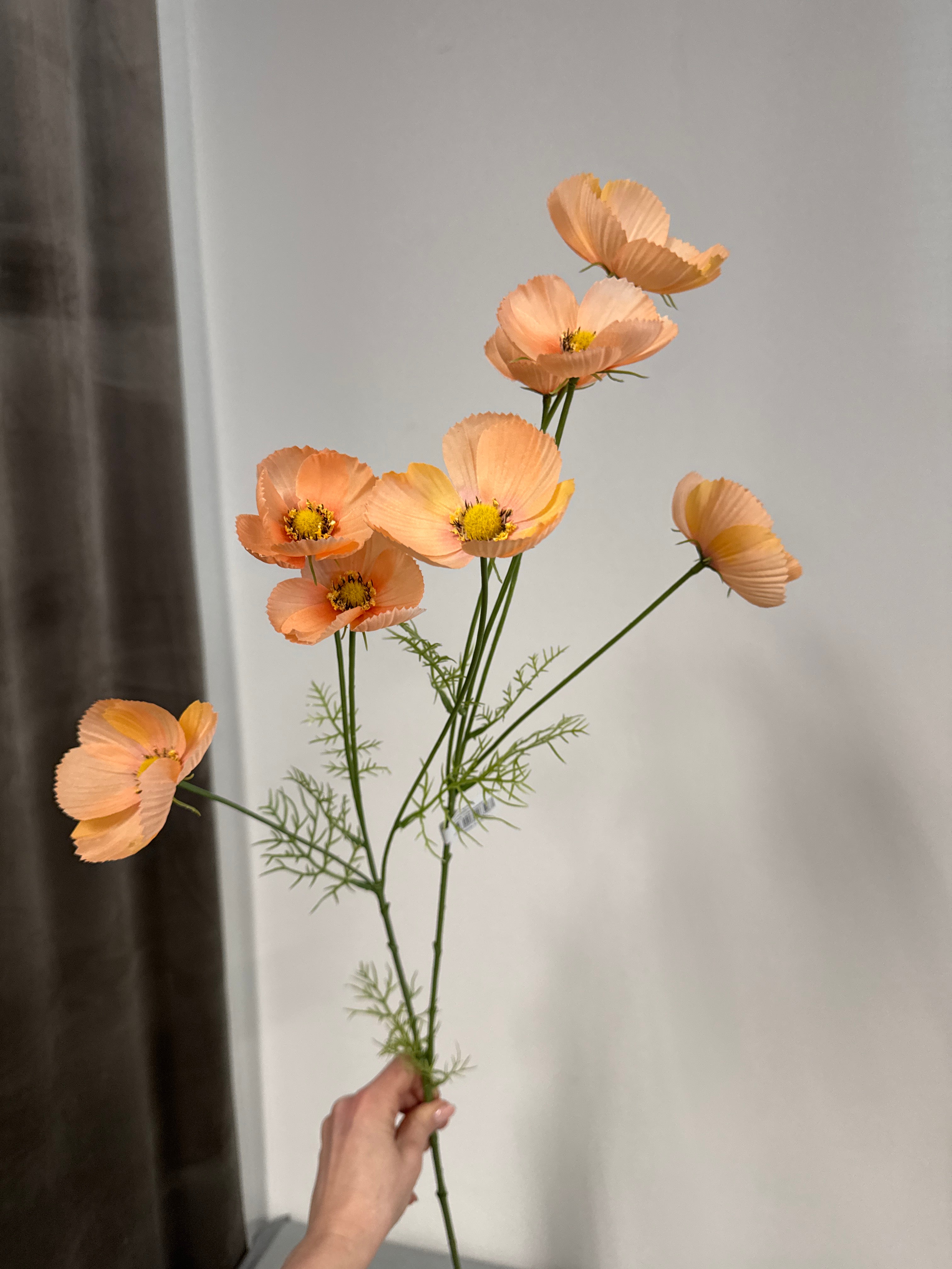 Cosmos peach