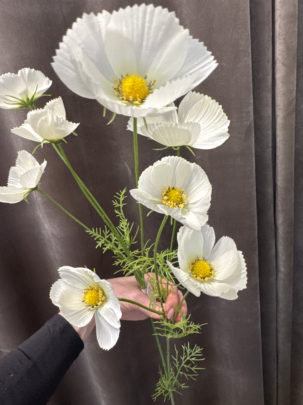 Cosmos hvid