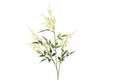 Abstilbe creme h 88 cm