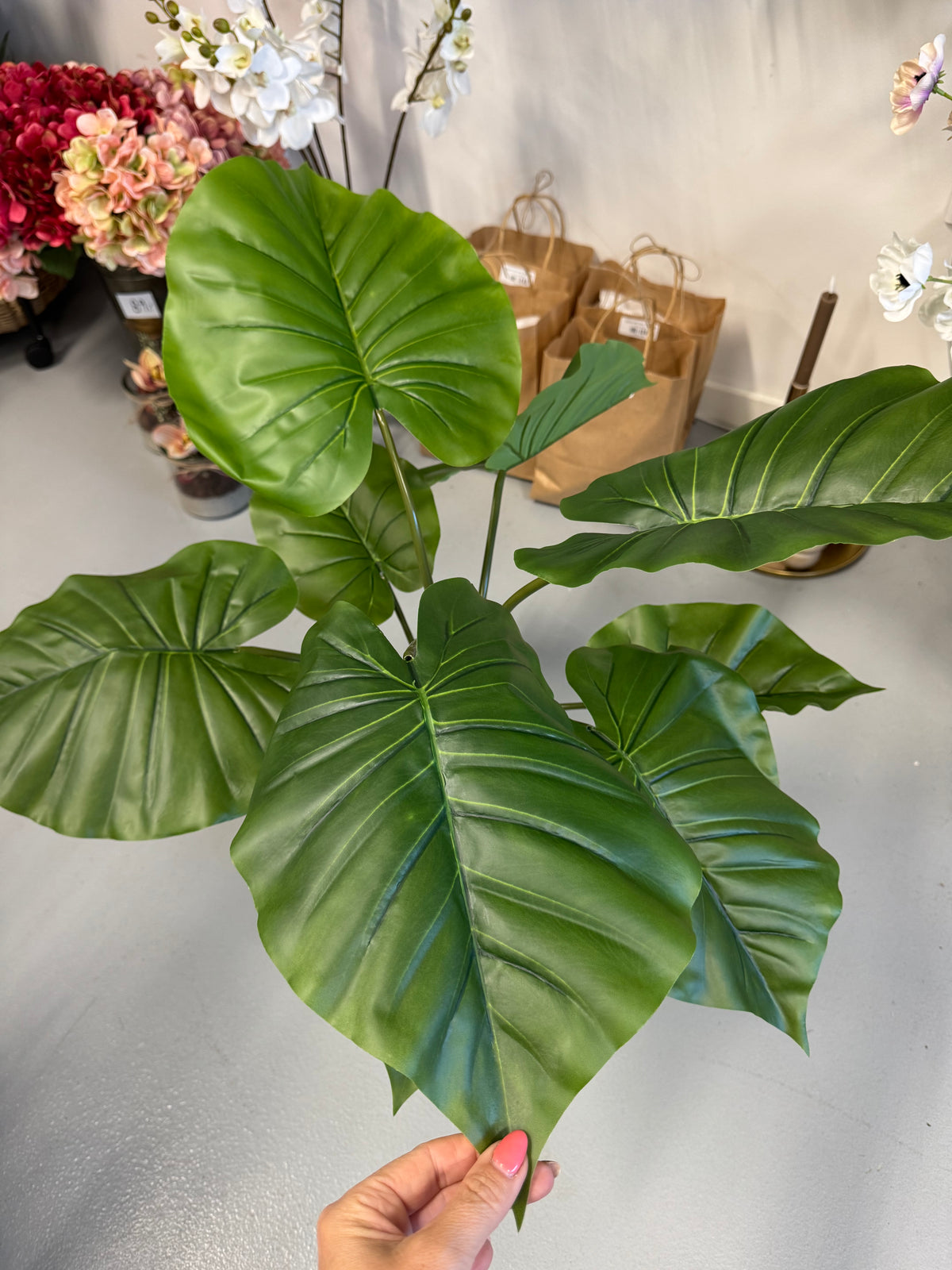 Alocasia i kruka 60 cm