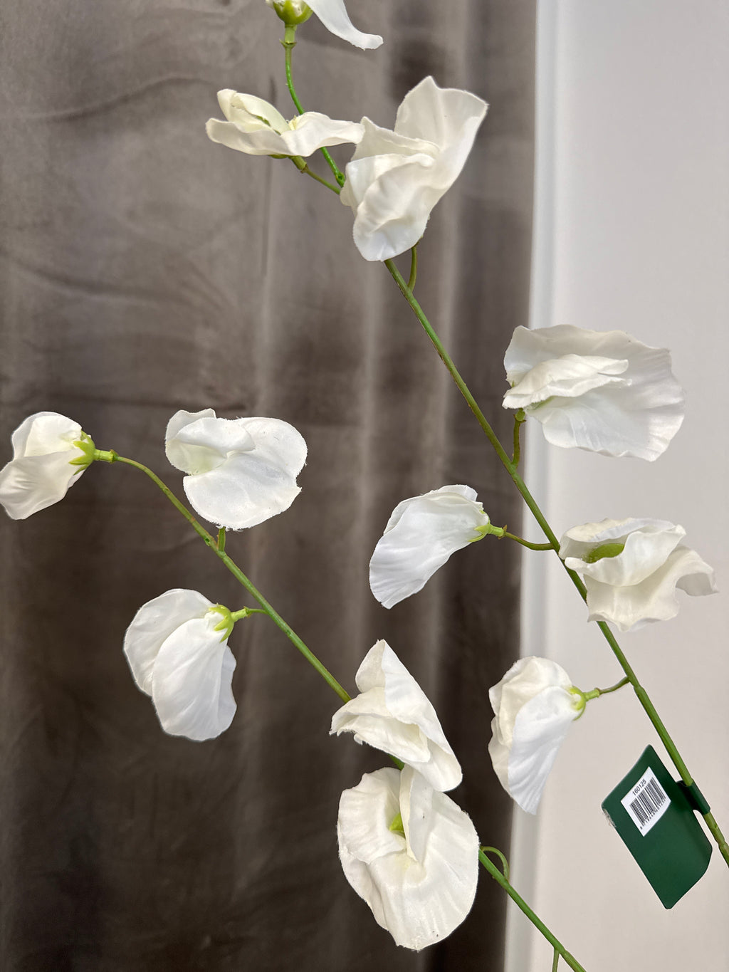 Hvid Lathyrus