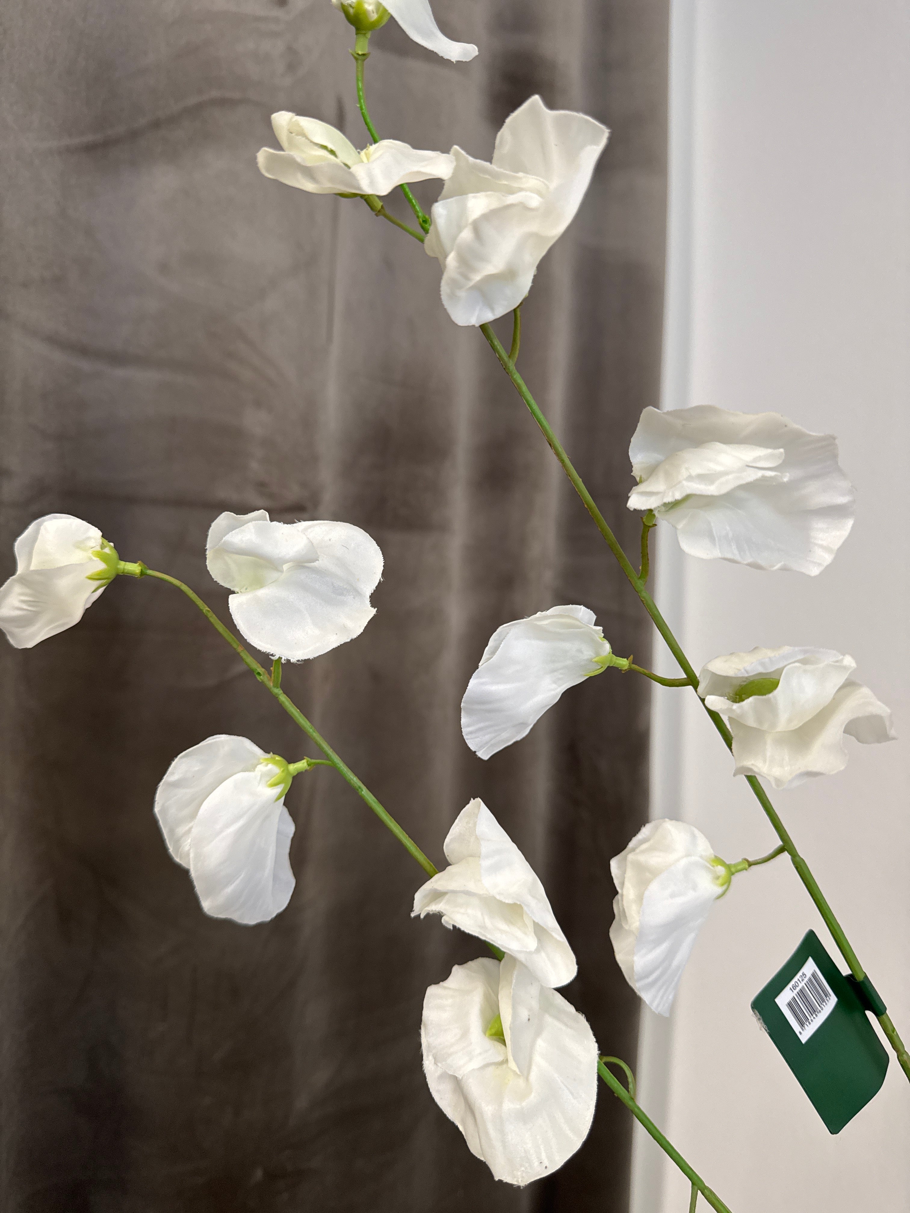 Hvid Lathyrus