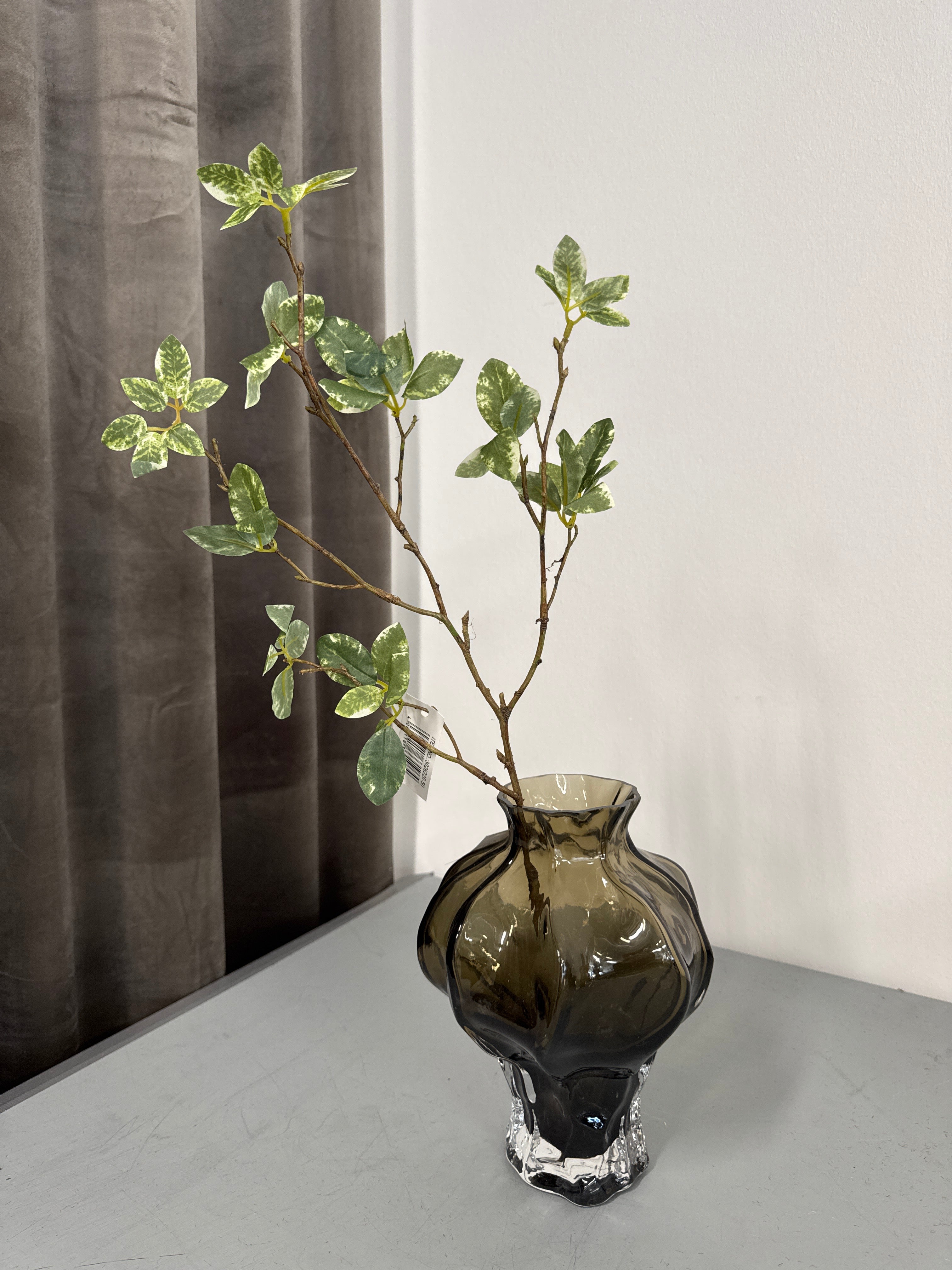 Pittosporum gren grøn Udgår