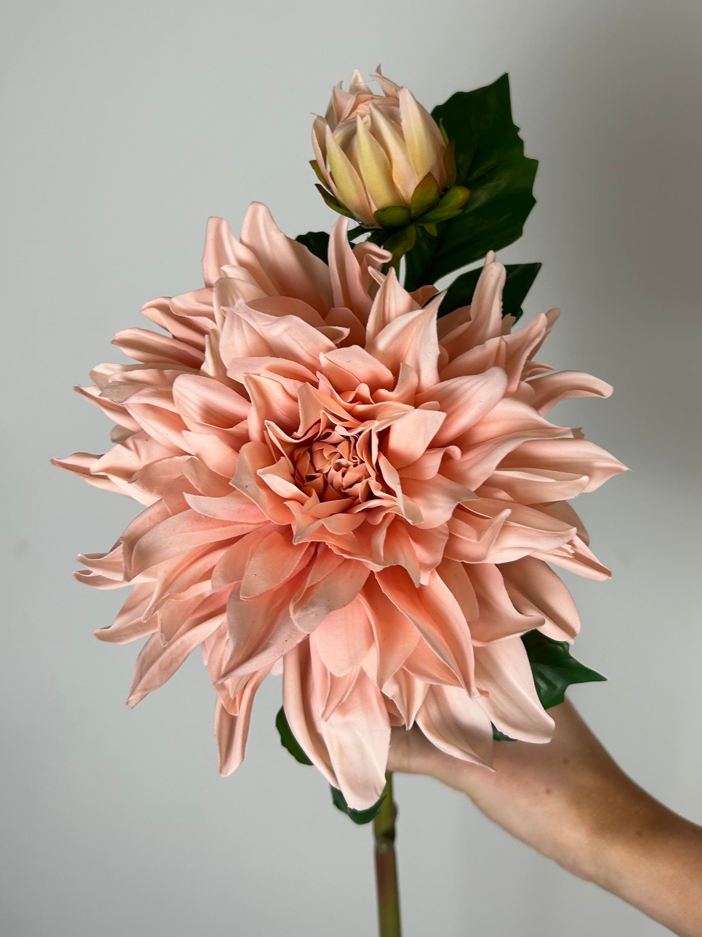 Dahlia “café au lait lyserød