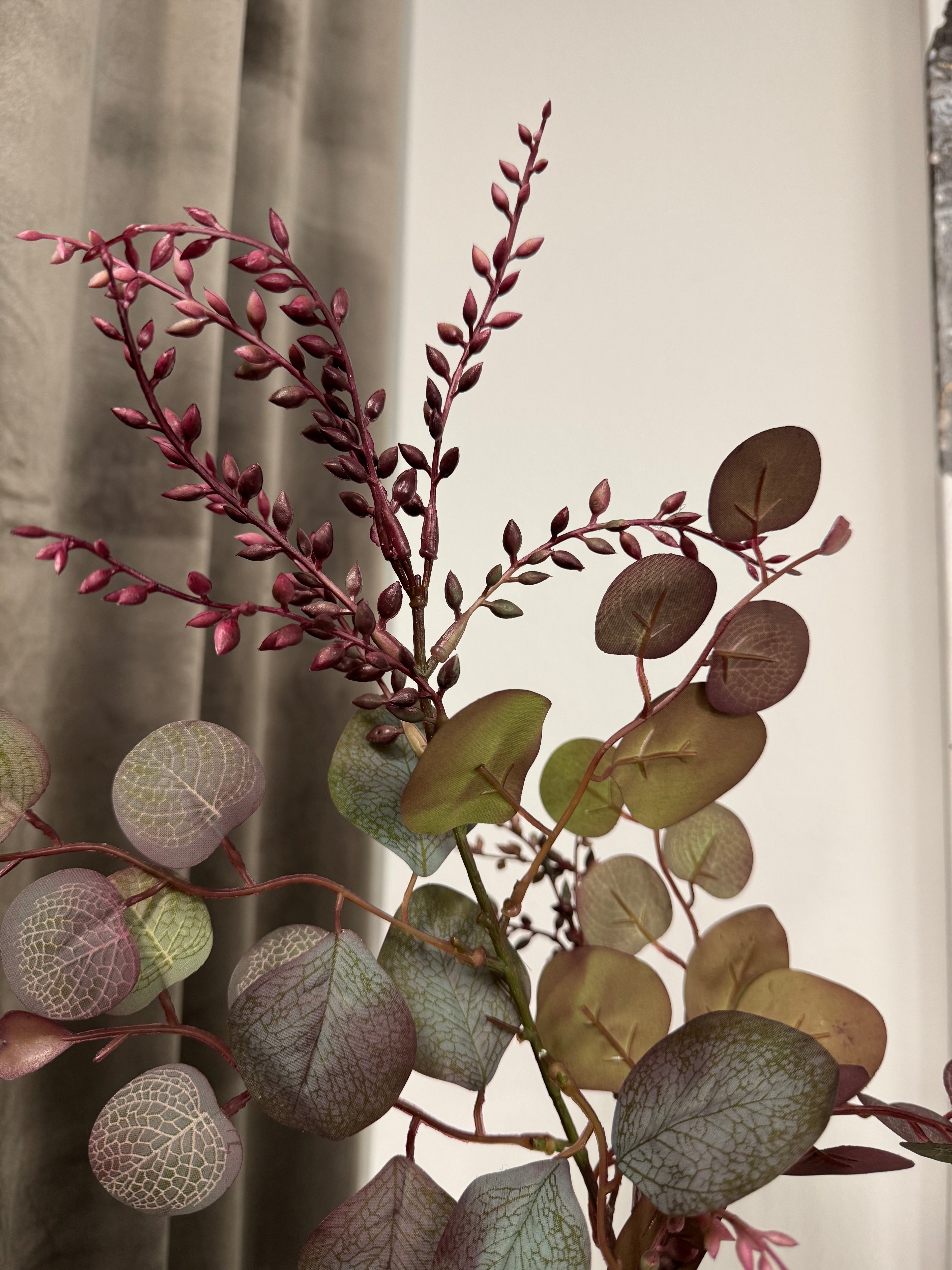 Rød eucalyptus med bær