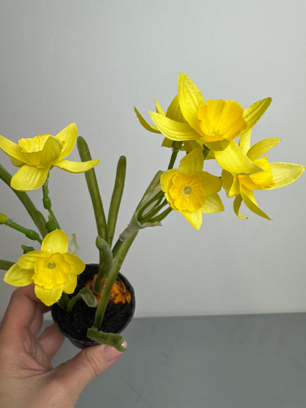 Påskelilje med løg i potte gul