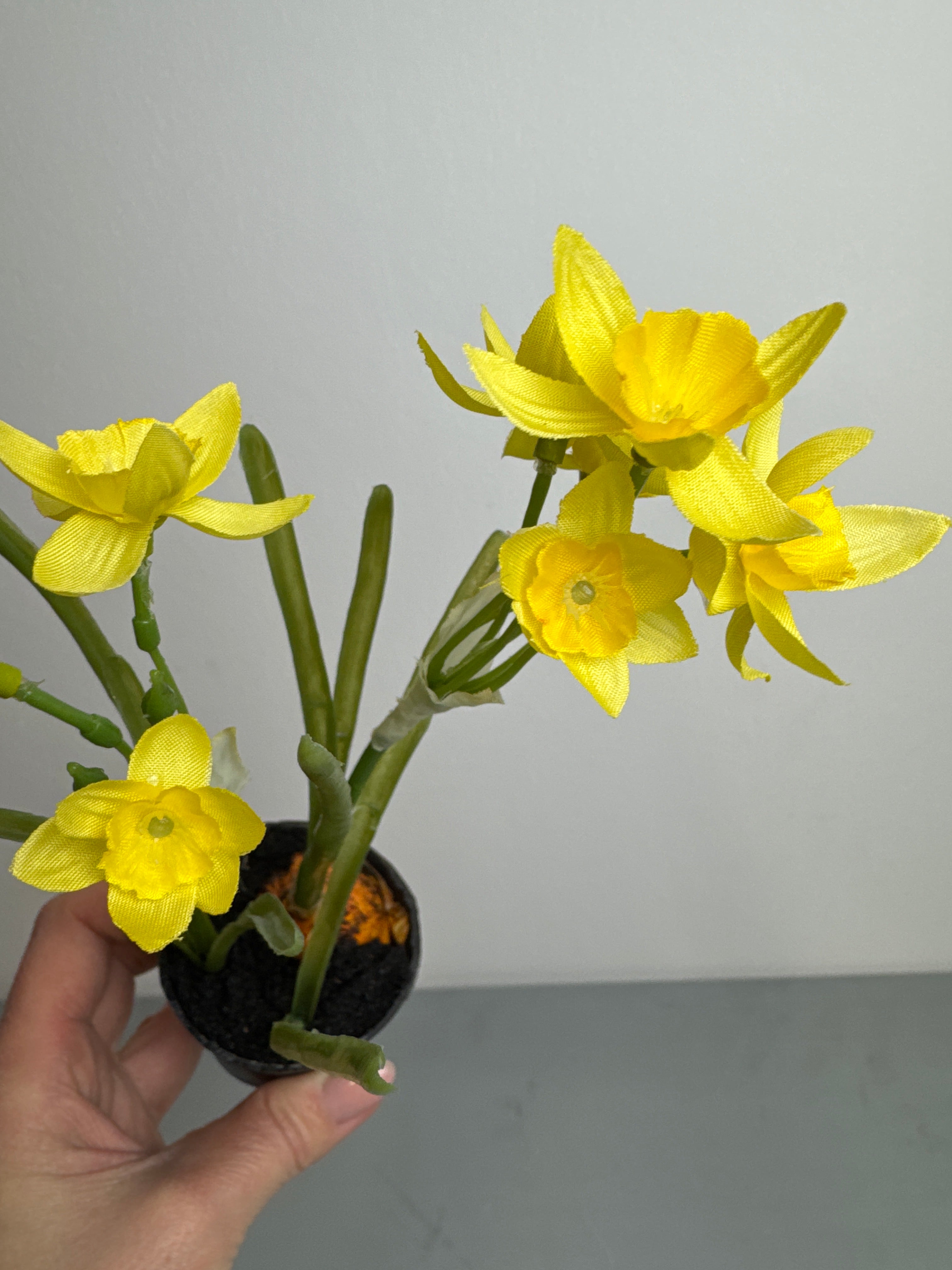 Påskelilje med løg i potte gul