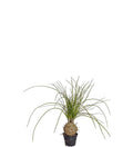 Flasklilja 45 cm
