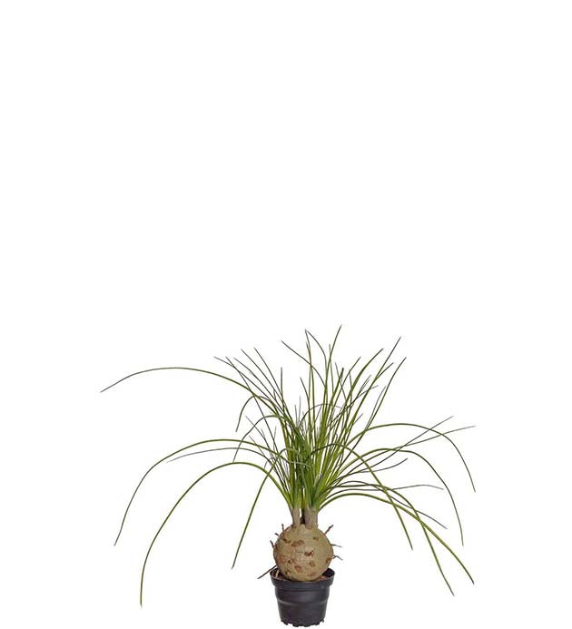 Flasklilja 45 cm