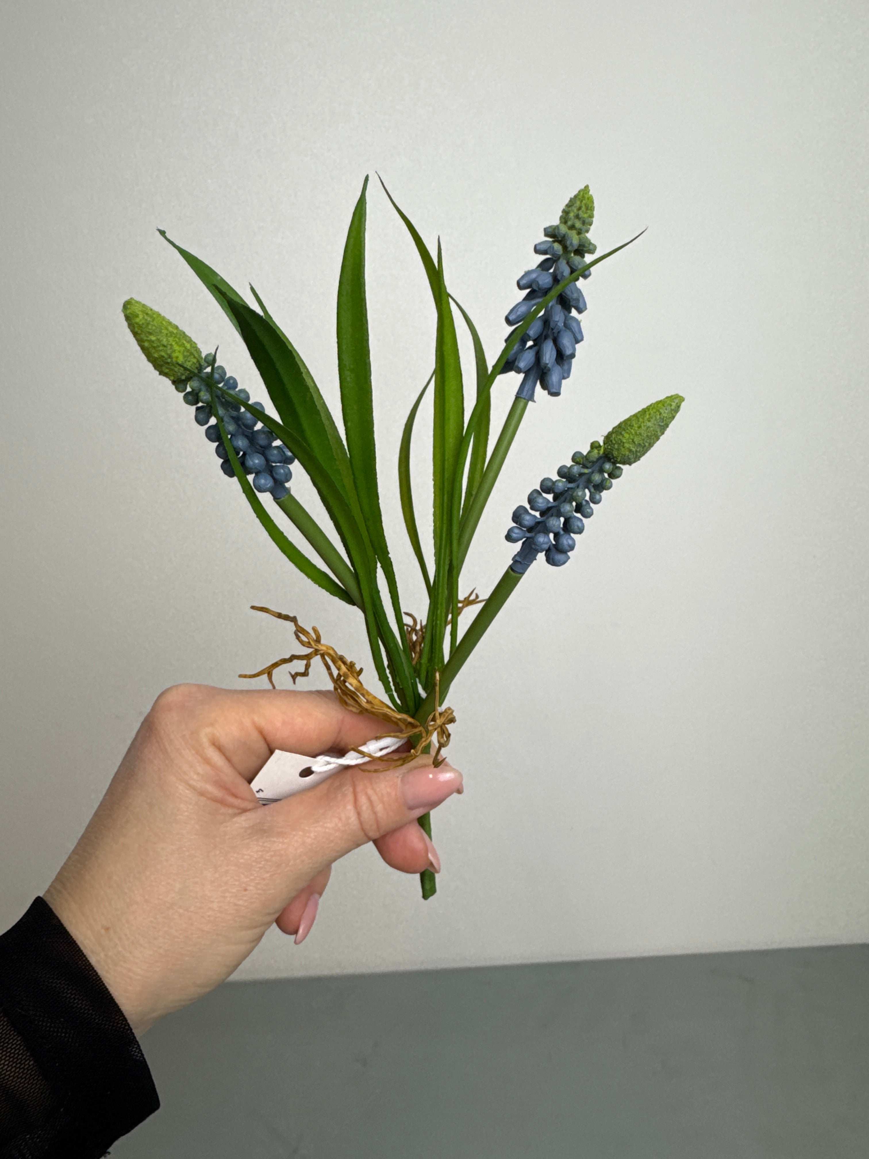 Perlehyacint med rødder blå