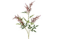 Abstilbe brun h 88 cm