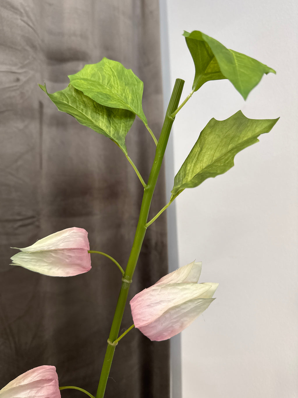 Physalis lyserød 85 cm