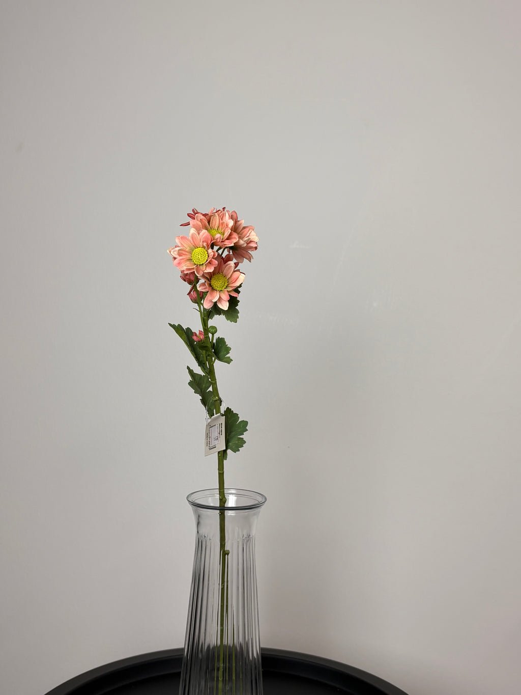 Chrysanthemum Lille 3