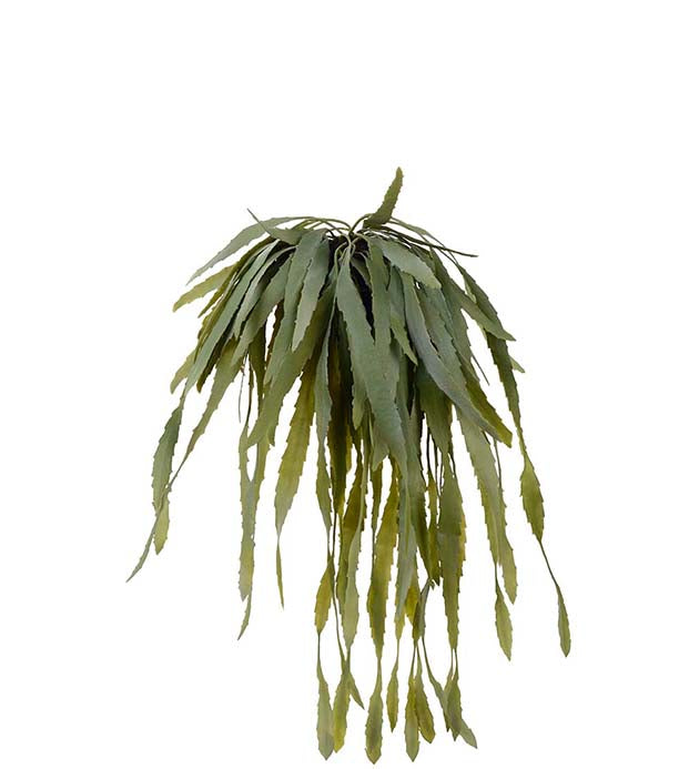 Rhipsalis 35 cm