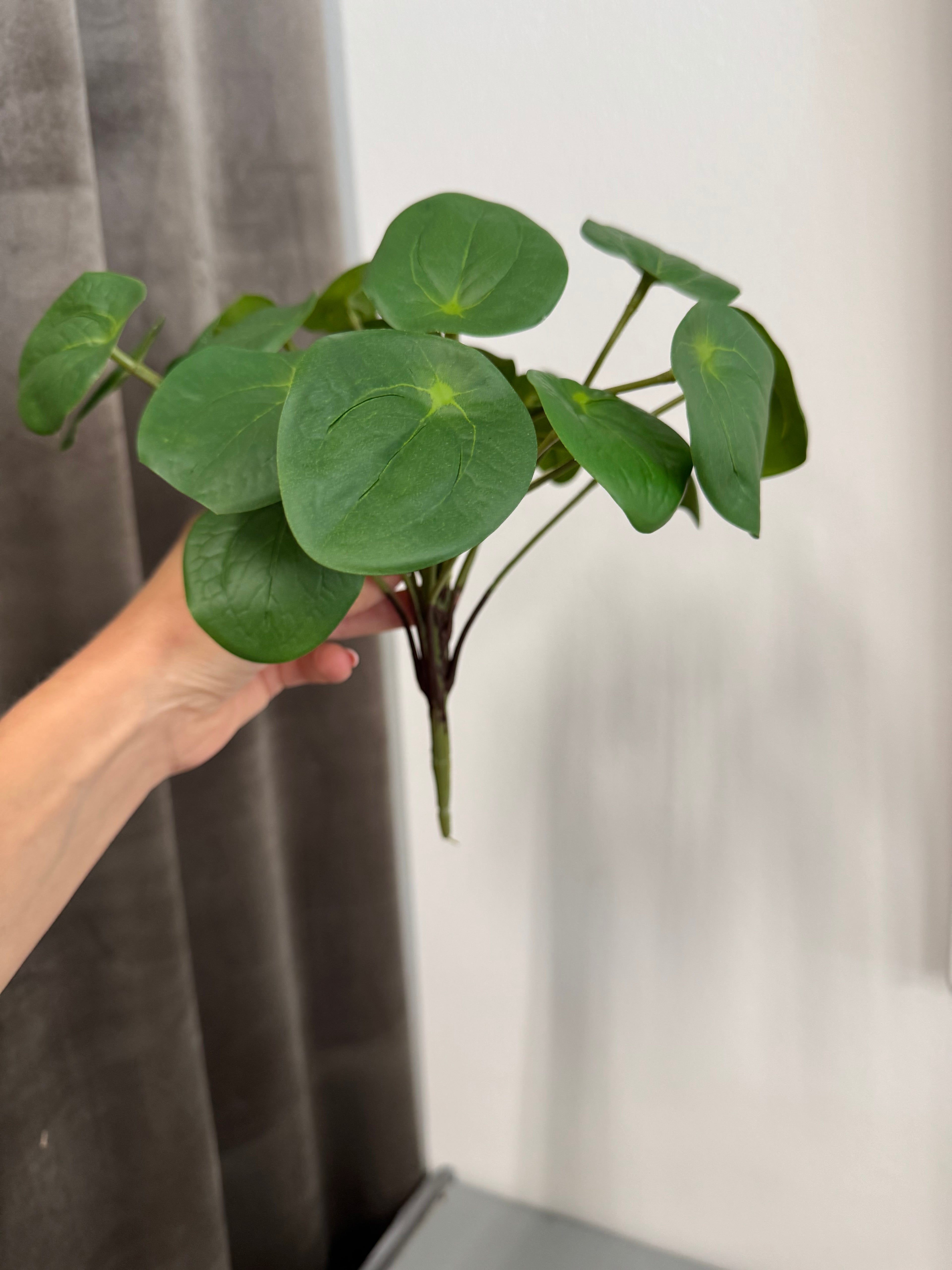Pilea plante 25 cm