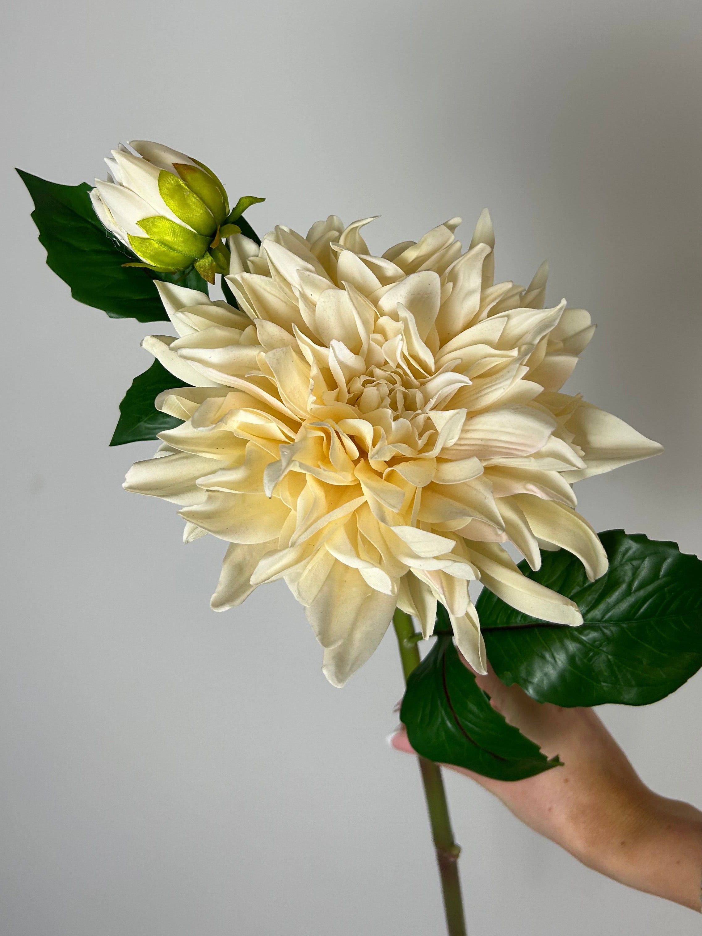 Dahlia “café au lait” creme