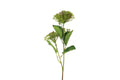 Skimmia grøn h 65 cm