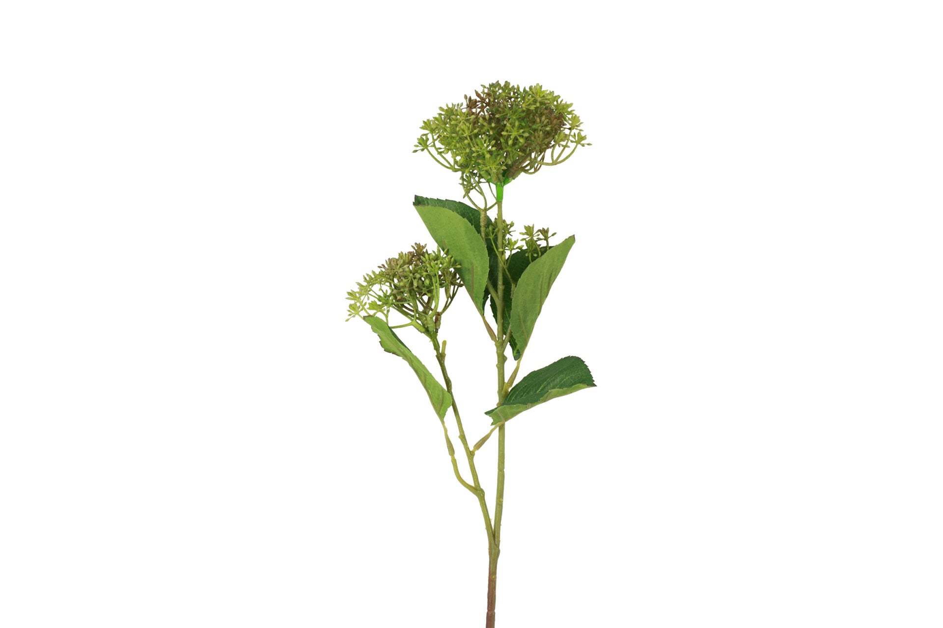 Skimmia grøn h 65 cm