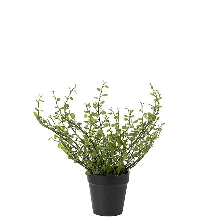 Muehlenbeckia i potte 25 cm