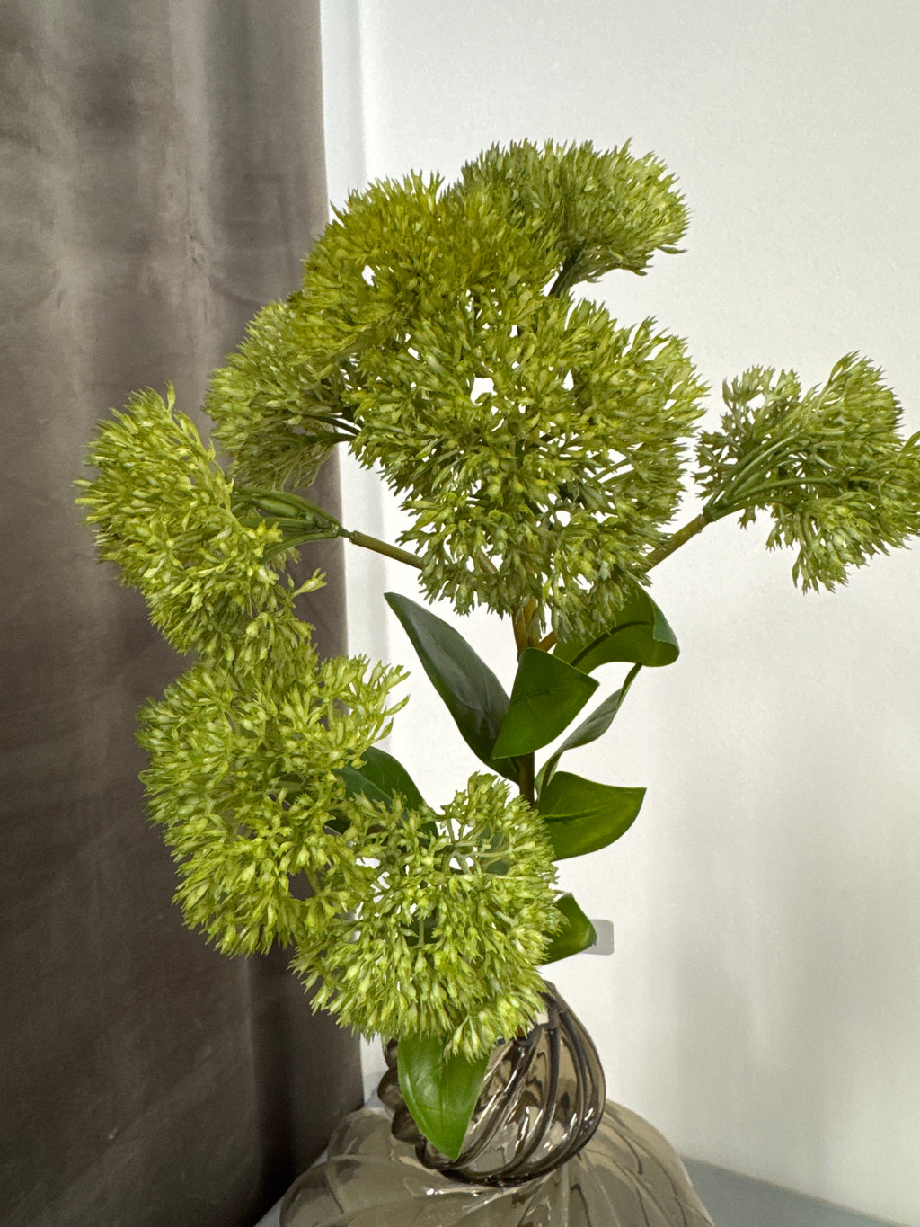 Grøn sedum. Sankthans urt