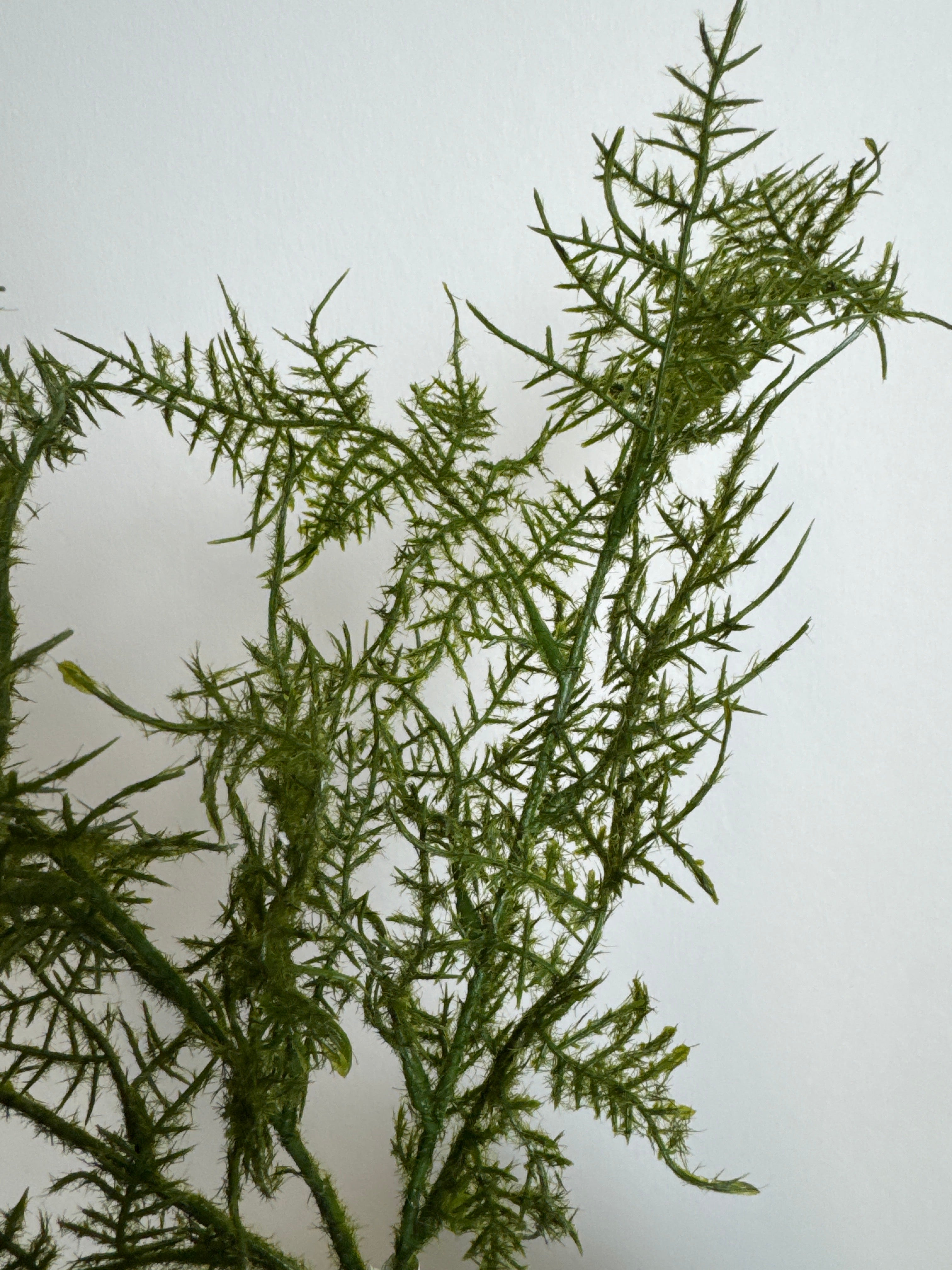 Bregne blad 3 kviste