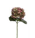 Hortensia 65 cm xx