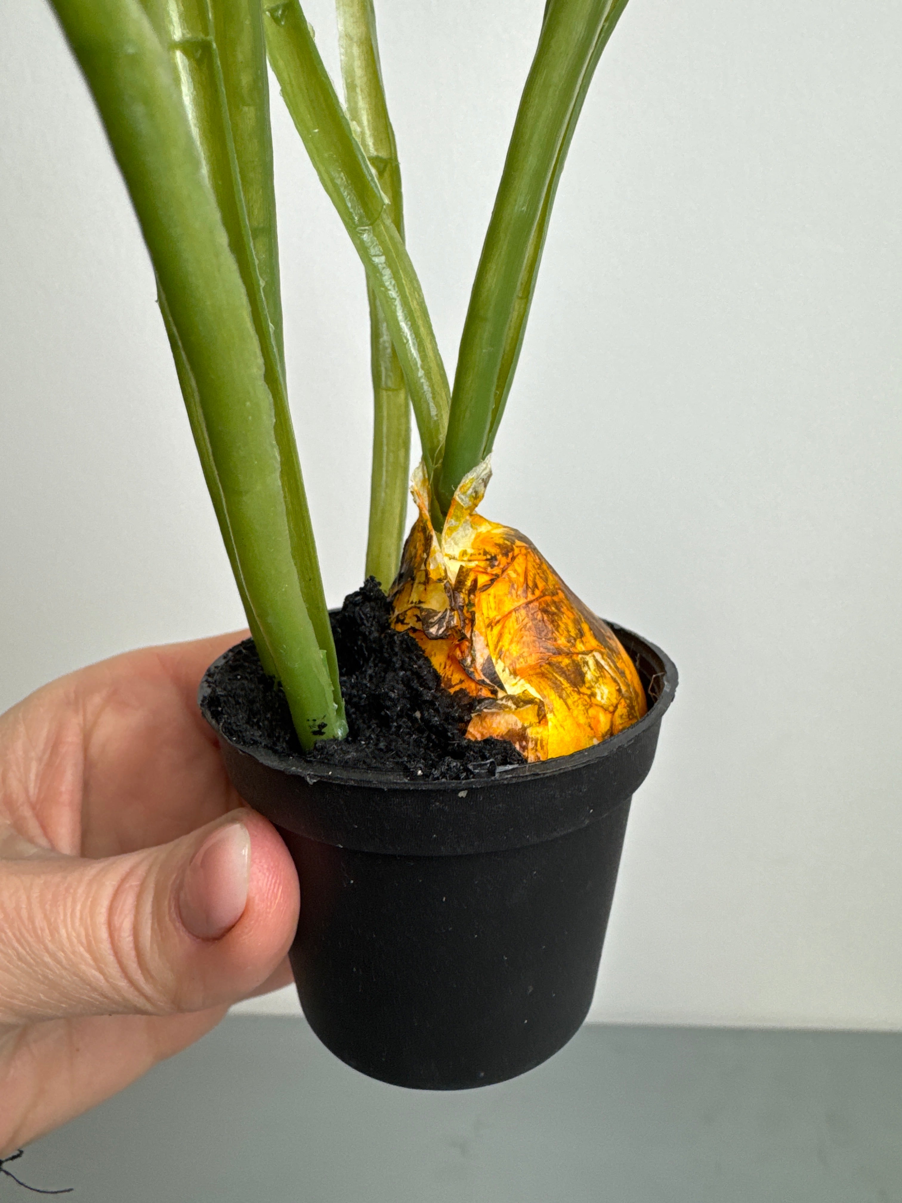 Påskelilje med løg i potte hvid