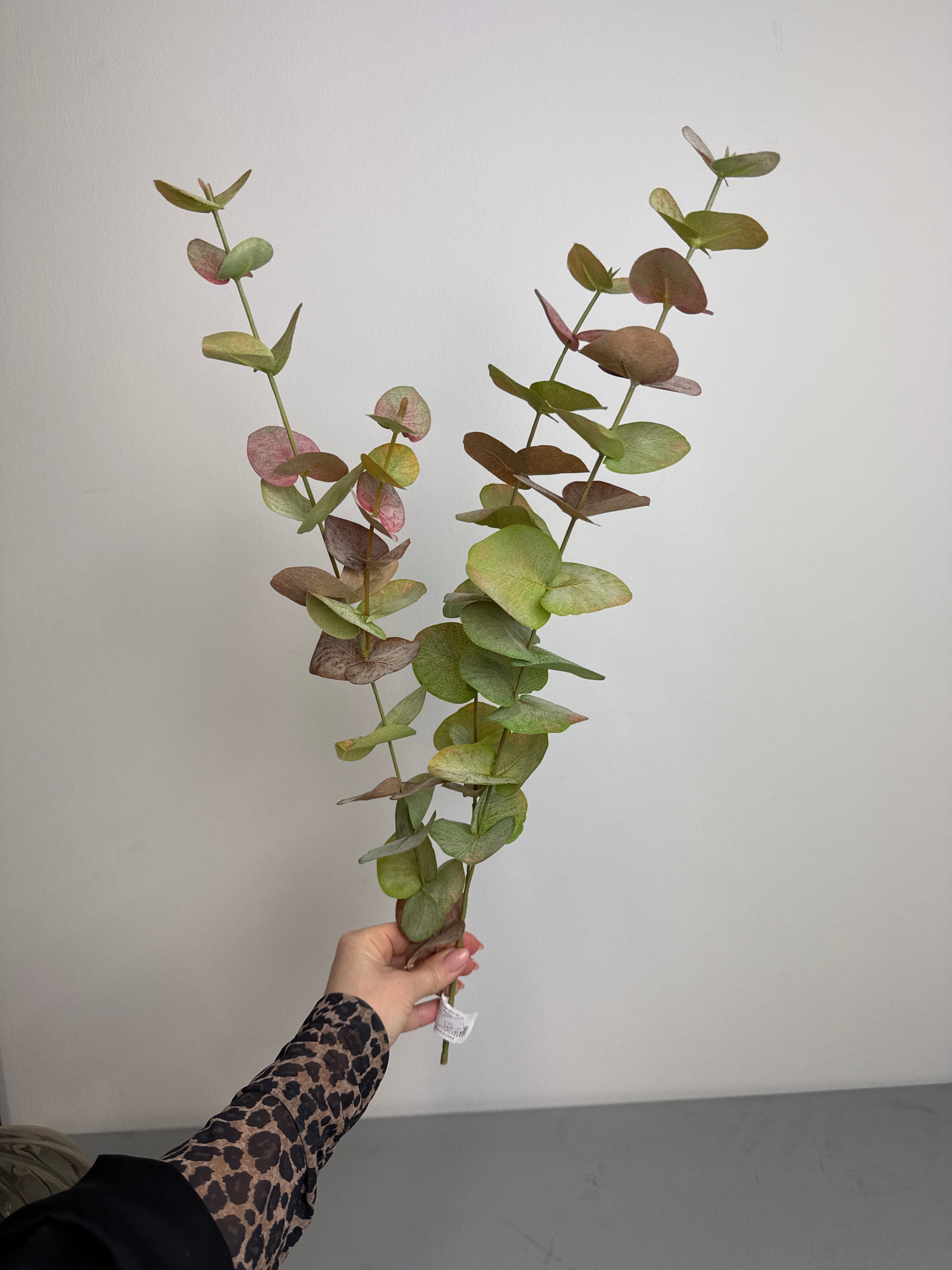 Eucalyptus 3 grenestilk