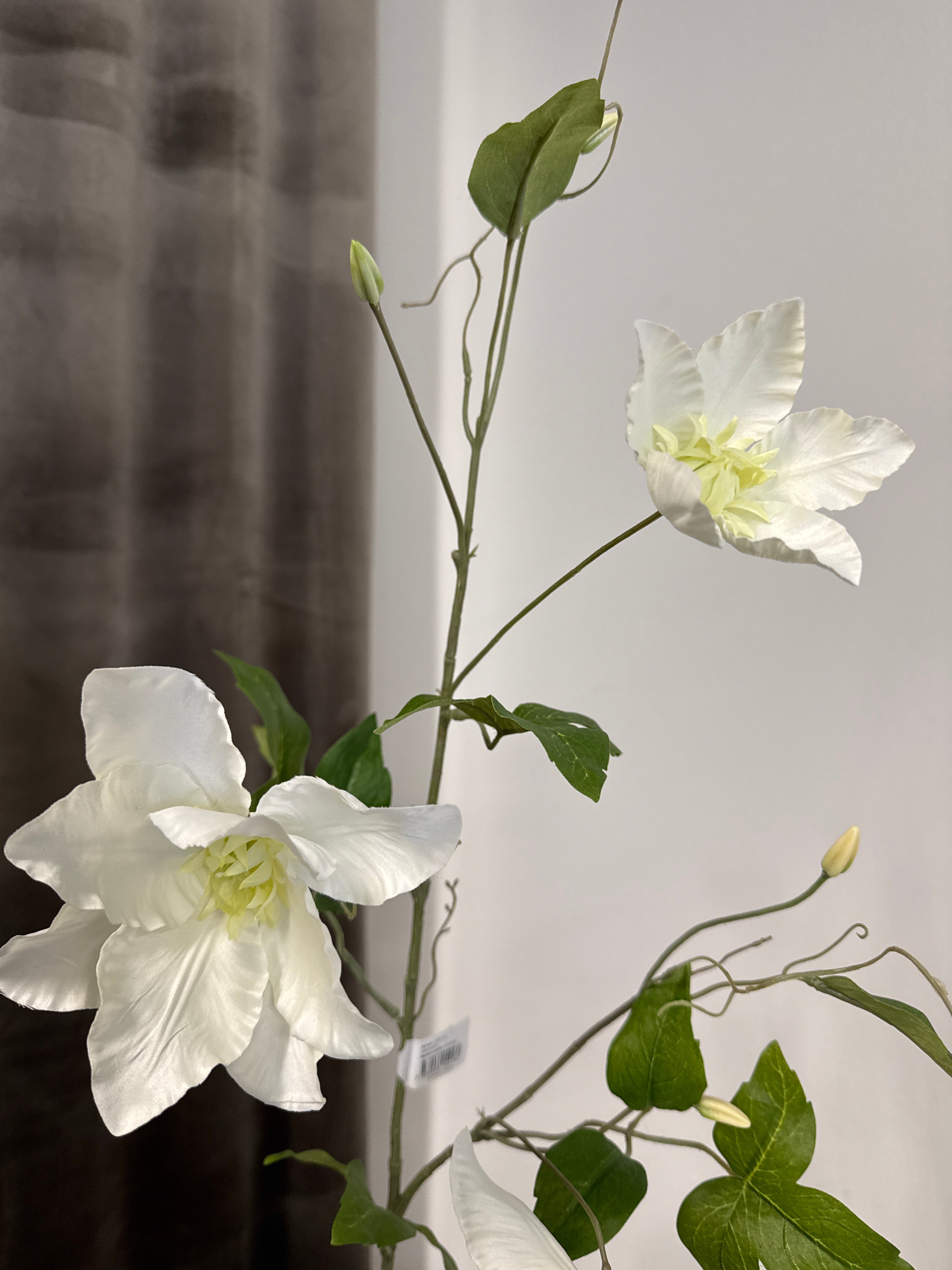 Hvid klematis