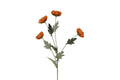 Chrysanthemum cinnamon h 83 cm