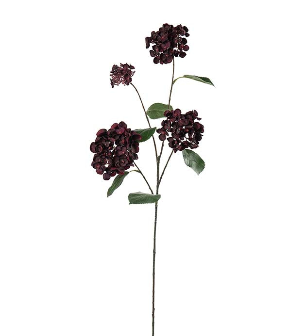 Hortensia mørkerød