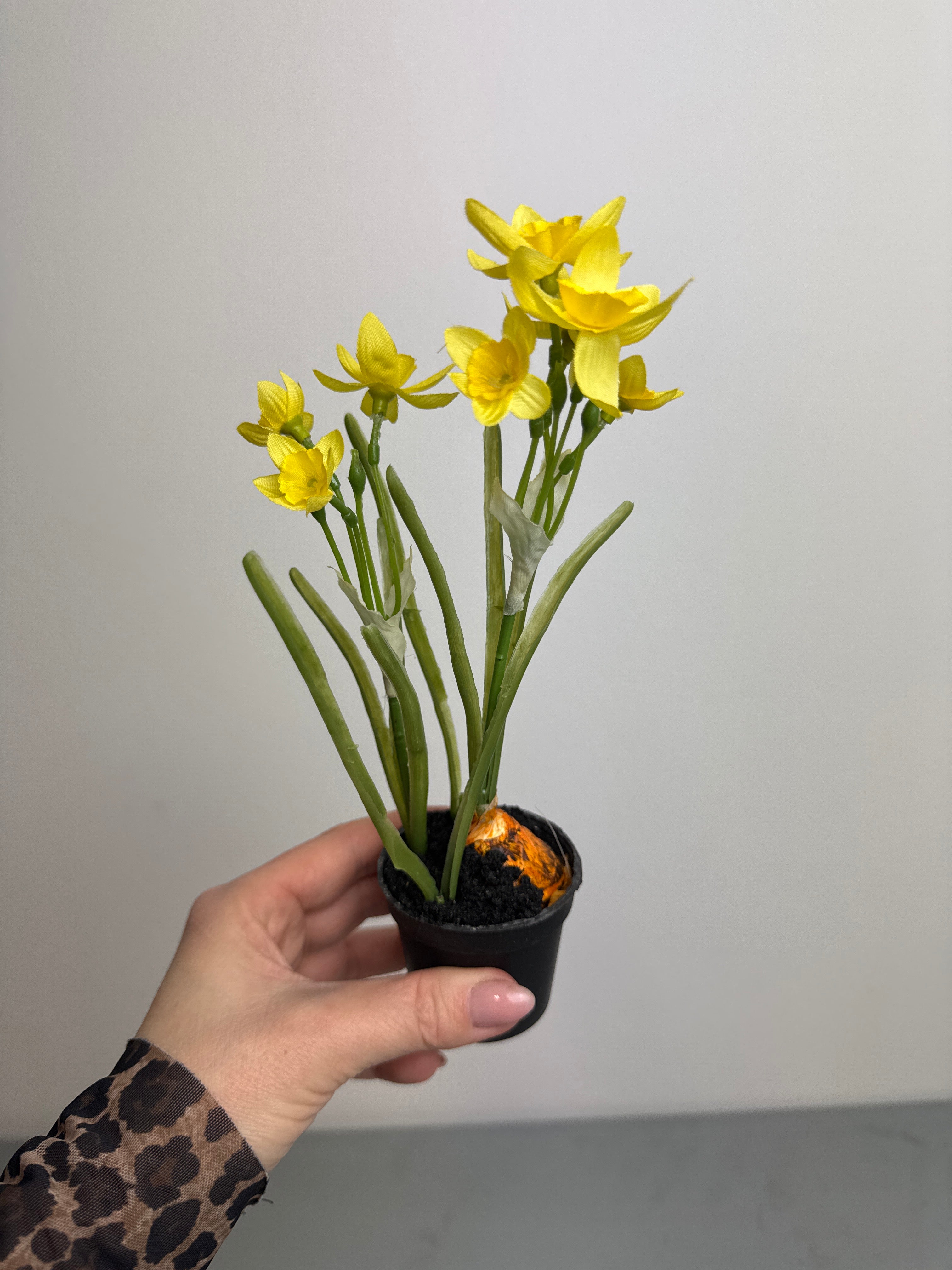 Påskelilje med løg i potte gul